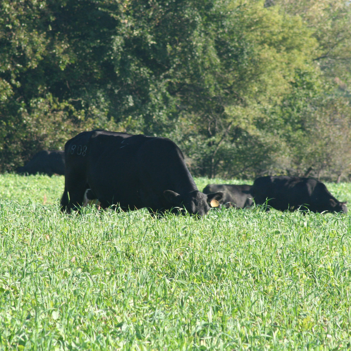 Iowa Cover Crop - Seed Dealer and Cover Crop - Central Iowa, Des Moines ...