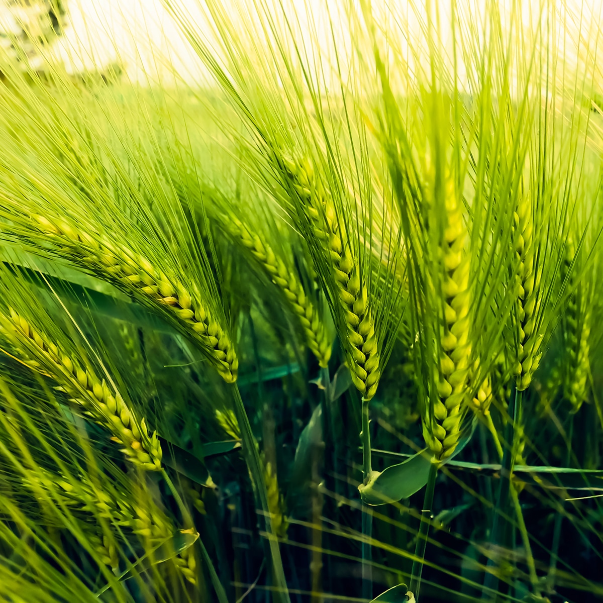 Barley
