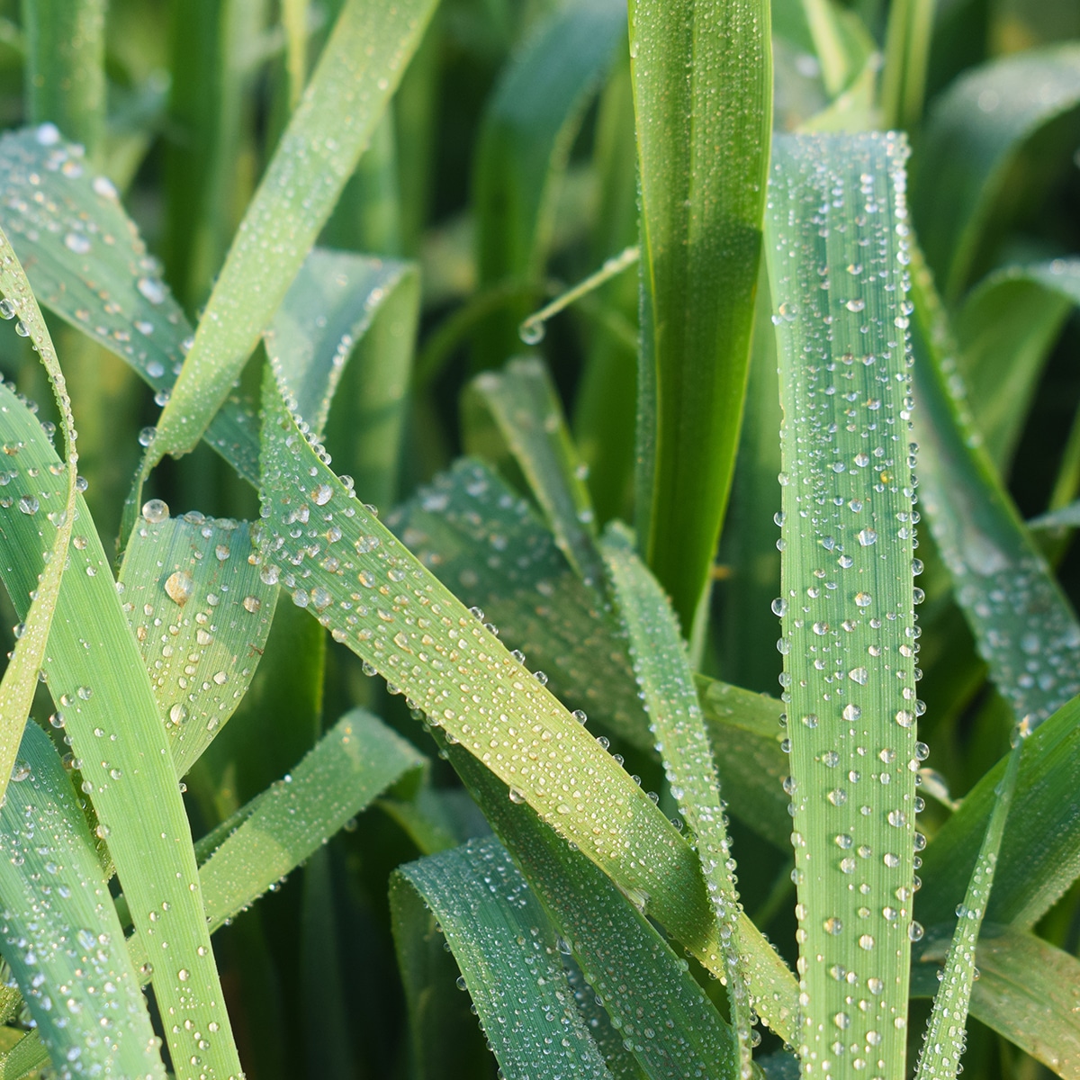 Cereal Rye