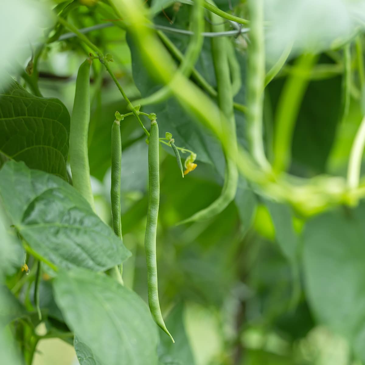 Cowpeas