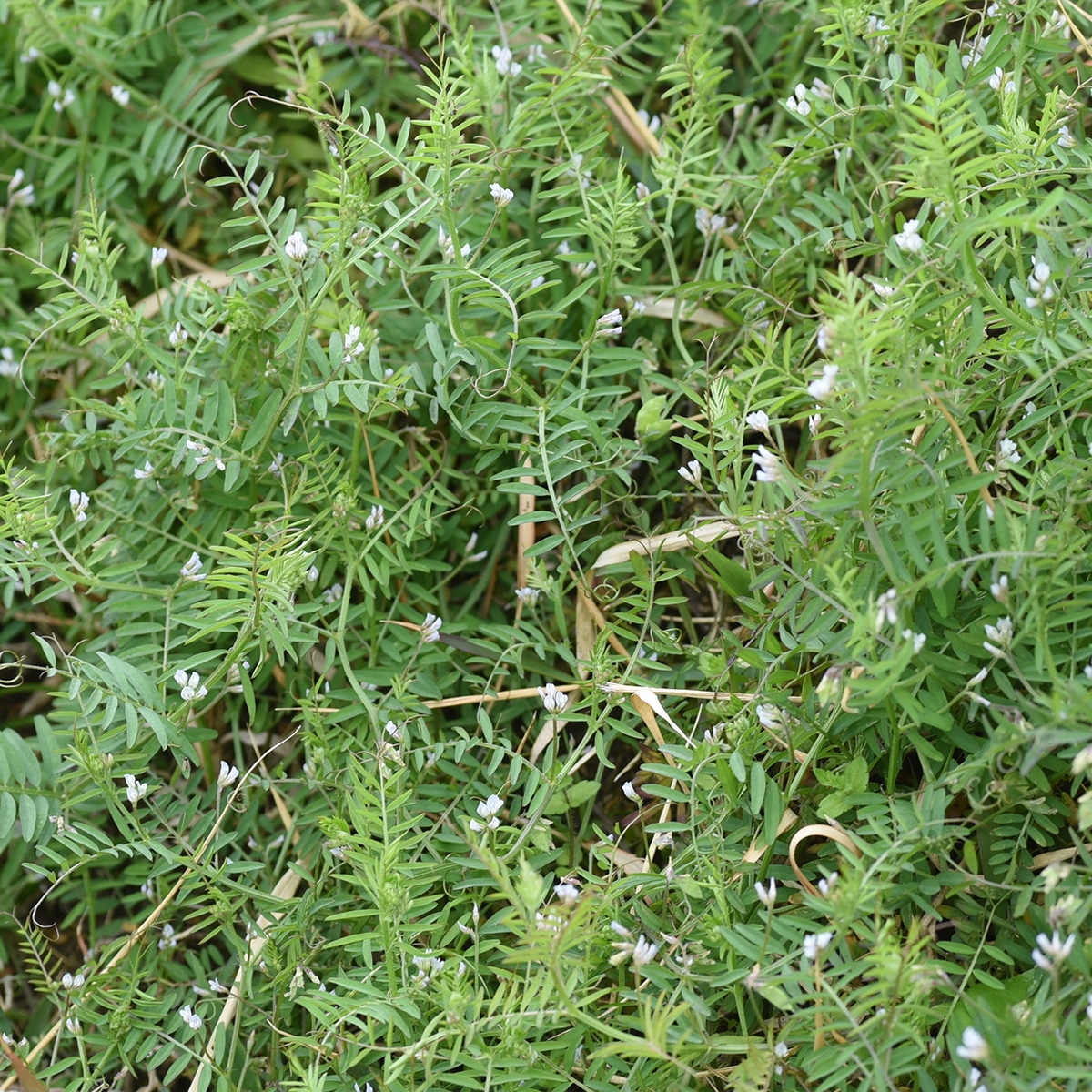Hairy Vetch