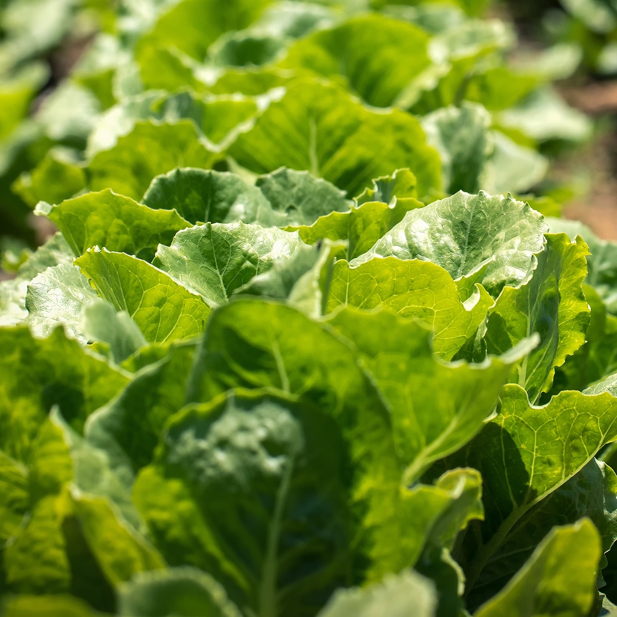 Kale