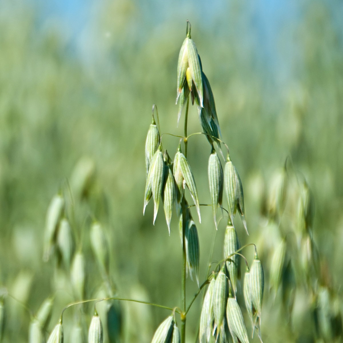 Oats