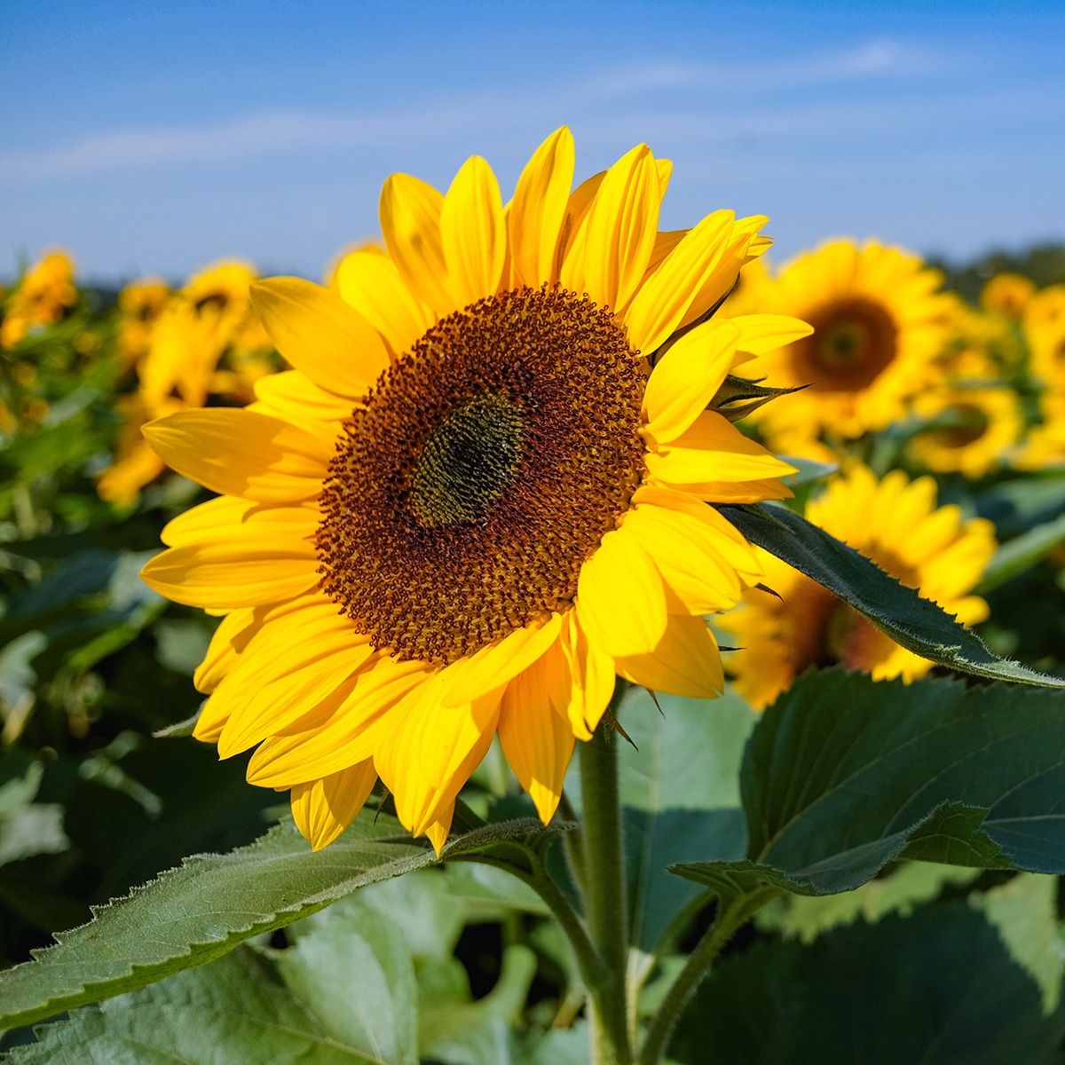 Peredovik Sunflower