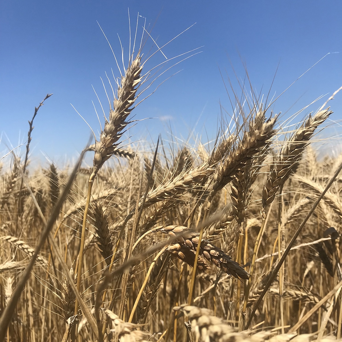 Wheat