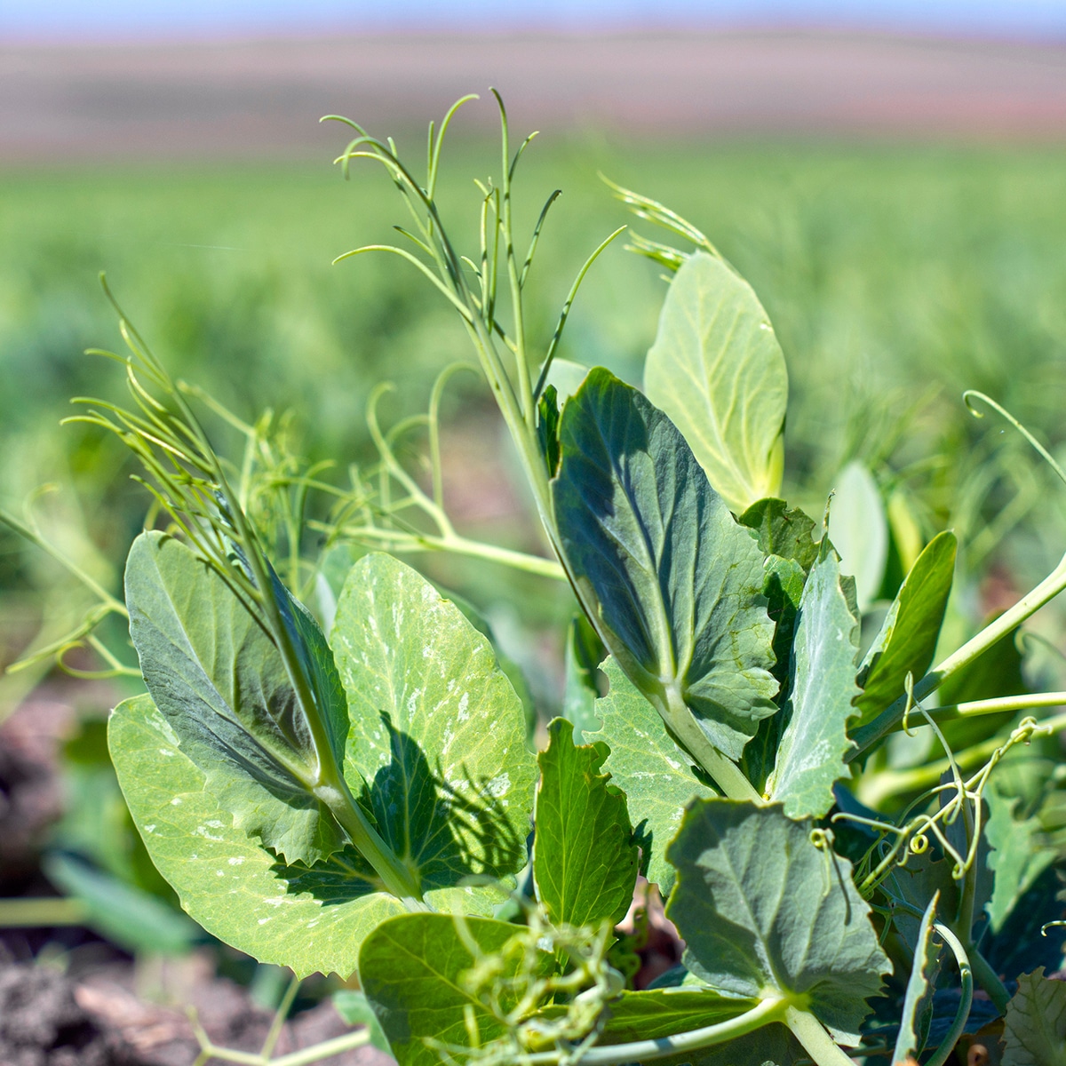 Winter Pea