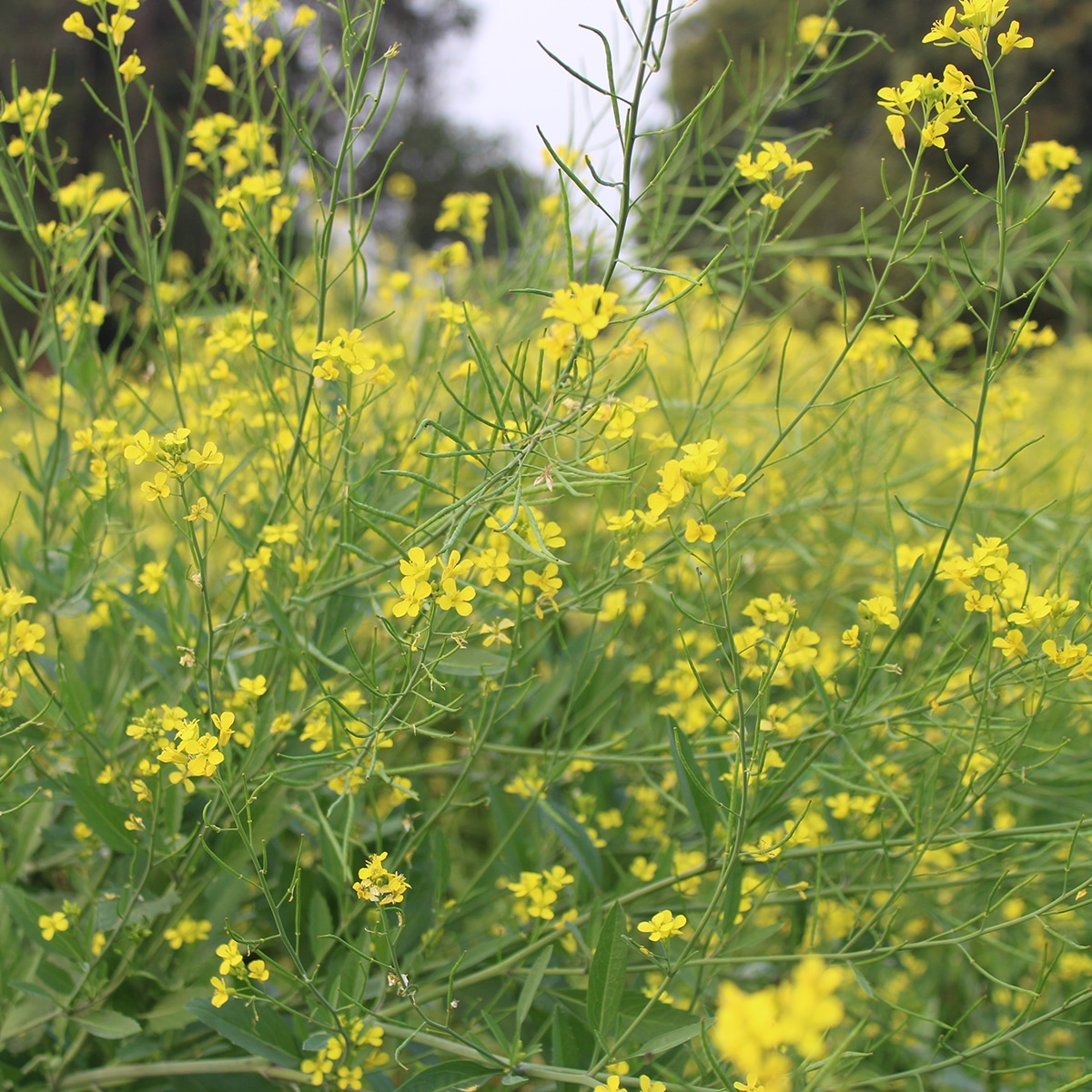 Yellow Mustard
