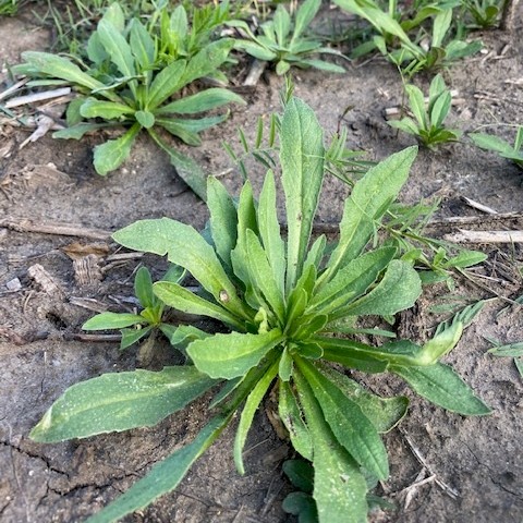 Winter Camelina