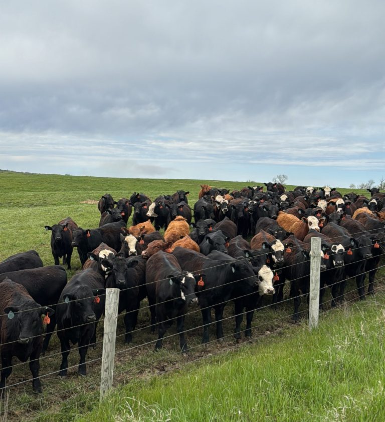 Cattle grazing near fence line.