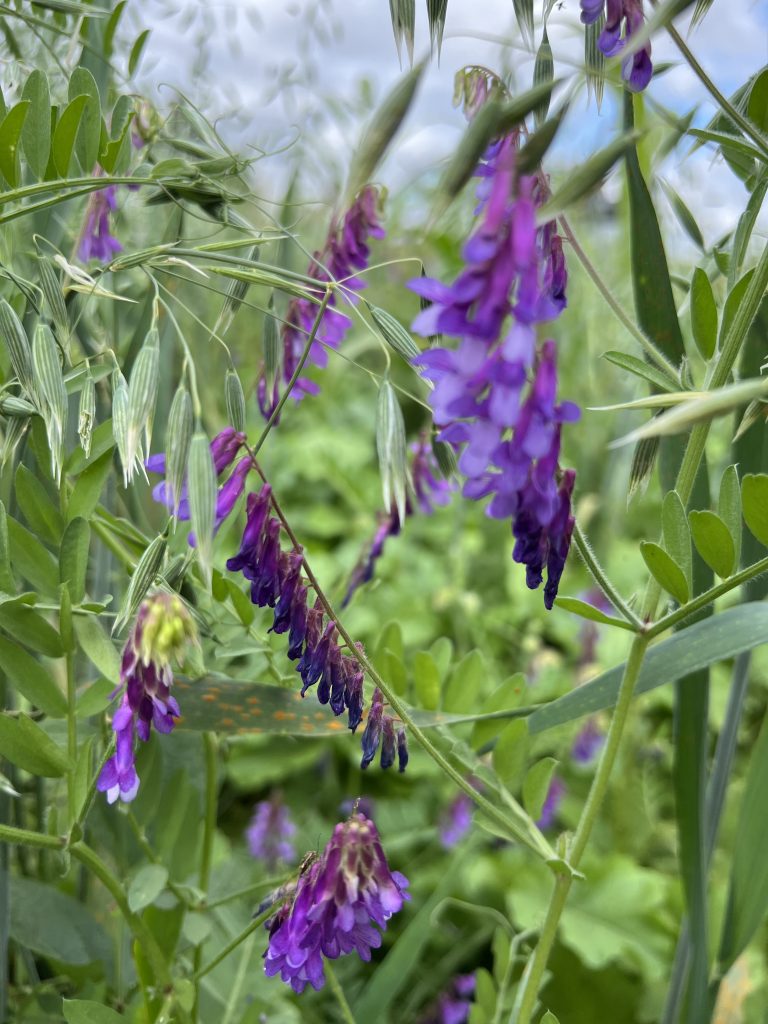 Purple flower of Hairy Vetch Plant growing with oats.