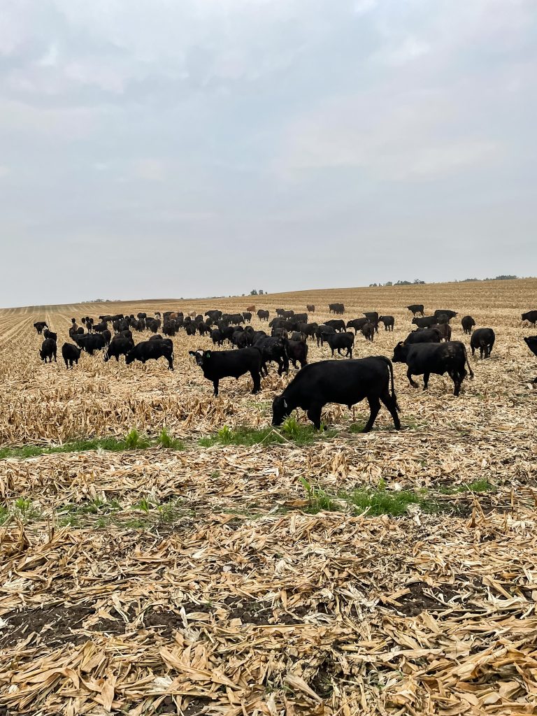 Black cattle grazing corn stocks and cover crops